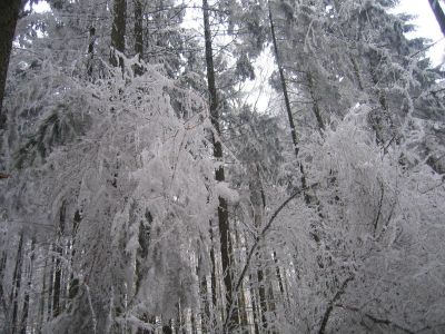 IMG_4915.JPG