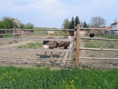 Chotesice-5-2006_067.jpg