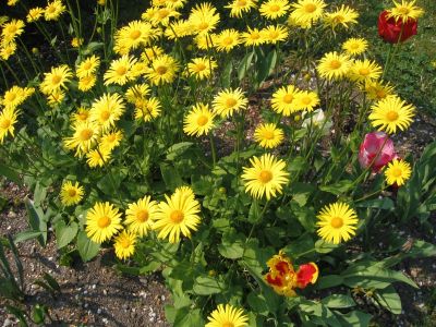 Chotesice-5-2006_075.jpg