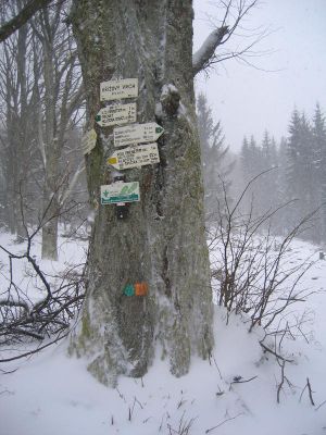 IMG_4974.JPG