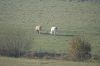 DSC00685.JPG