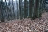 DSC00781.JPG