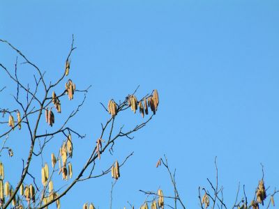DSCF0005~31.JPG