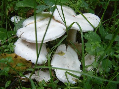 DSCF0018~9.JPG