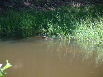 DSCF0031~3.JPG