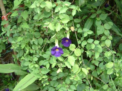 DSCF0058~5.JPG