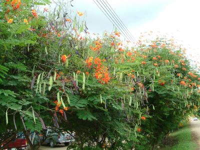 DSCF0065~4.JPG