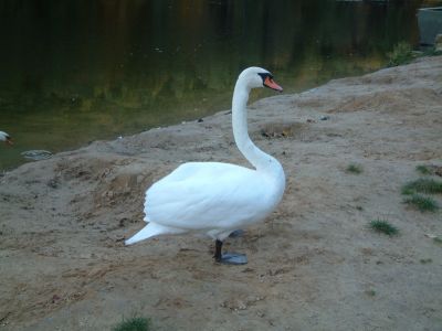 DSCF0071.JPG