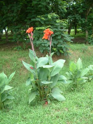 DSCF0071~3.JPG