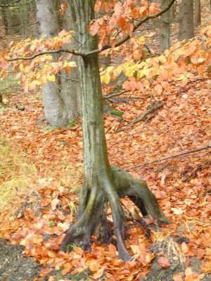 DSCF0078.jpg