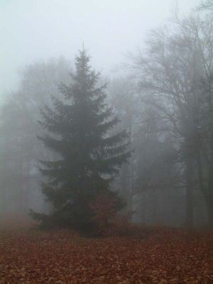 DSCF0089~5.JPG