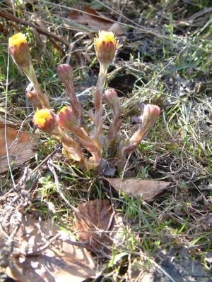 DSCF0097~6.JPG