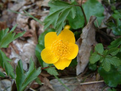 DSCF0147.JPG