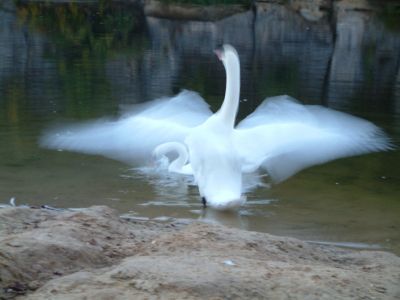 DSCF0196.JPG
