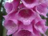 DSCF0006~25.JPG