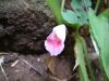 DSCF0013~7.JPG
