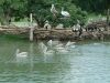 DSCF0013~9.JPG
