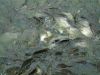 DSCF0017~7.JPG