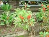 DSCF0025~6.JPG
