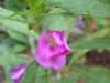 DSCF0027~7.JPG
