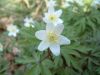 DSCF0034~3.JPG