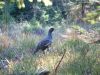 DSCF0054.jpg
