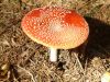 DSCF0068~3.JPG